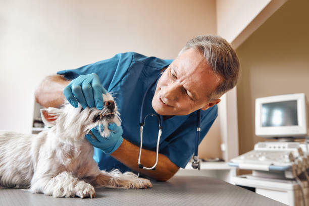 Best 24-Hour Emergency Dentist in Savoy, IL
